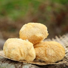 【四川】【绵阳市】【平武县】 羌家 猴头菇（熊猫袋）100g