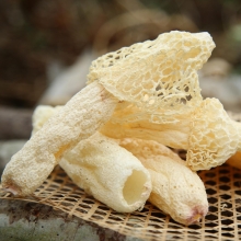 【四川】【绵阳市】【平武县】 羌家 短裙竹荪（熊猫袋）50g